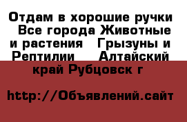 Отдам в хорошие ручки - Все города Животные и растения » Грызуны и Рептилии   . Алтайский край,Рубцовск г.